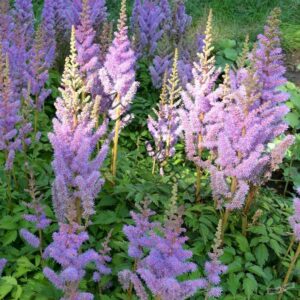 Фото Astilba_kitajskaya_Astilbe_chinensis_Pumila_300x300.jpg