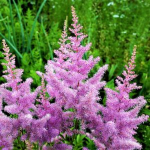 Фото Astilba_Arendsa_Amethyst_Astilbe_h_arendsii_300x300.jpg