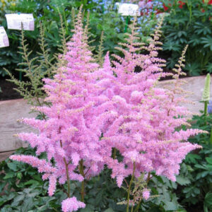 Фото Astilba_kitajskaya_raznovidn._takveti_Astilbe_chinensis_var._taquetii_300x300.jpg